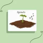 Sprouts