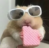 Galleta