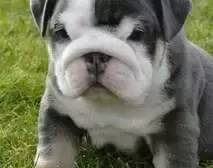 Basic: The Cutie Pie