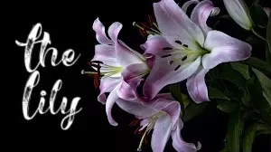 The Lily