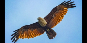 Eagle
