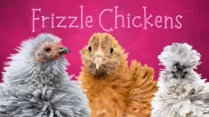 Frizzle Chickens