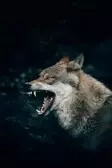 Lycan Initiate