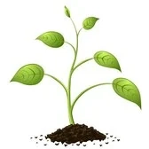 Saplings