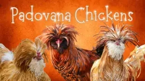 Padovana Chickens