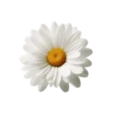 Nivel 2: Pétalos de Tinta 🌼