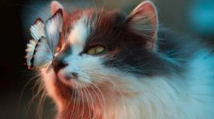 🐱CURIOUS KITTIES🐱 Tier