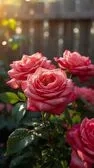 Roses