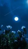 The Hunt, The Romance and The flower 