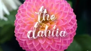 The Dahlia