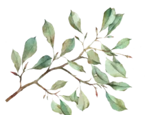 Leaflets