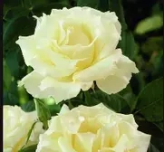 Viscount/Viscountess