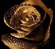 RoseGold