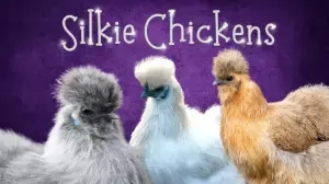 Silke Chickens