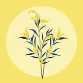 Goldenrod