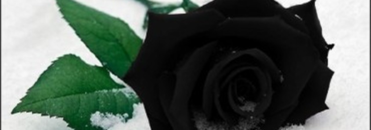 Inkitt banner for @WildFire
