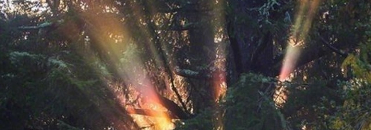 Inkitt banner for @lyli
