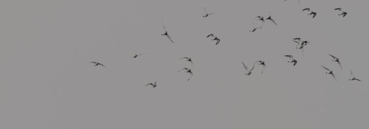 Inkitt banner for @Flowering