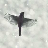 Inkitt profile picture for @nah