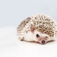 Inkitt profile picture for @Penguin