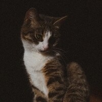 Inkitt profile picture for @Livers