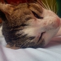 Inkitt profile picture for @Maan