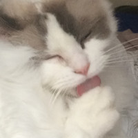 Inkitt profile picture for @Omelet