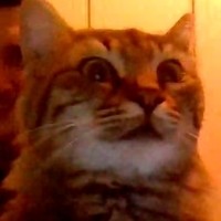 Inkitt profile picture for @Imitation