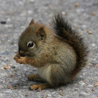 Inkitt profile picture for @squirrel