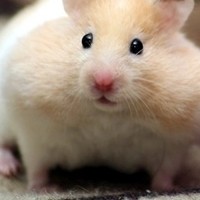 Inkitt profile picture for @hamster