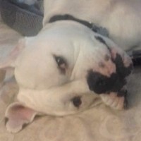 Inkitt profile picture for @xpcs