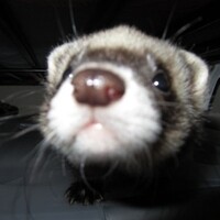 Inkitt profile picture for @Friedrich