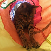 Inkitt profile picture for @Deets