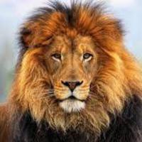 Inkitt profile picture for @Lions