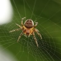 Inkitt profile picture for @Spider
