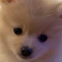 Inkitt profile picture for @Spoons