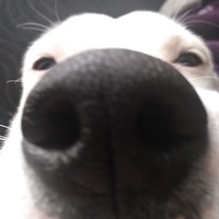 Inkitt profile picture for @fleeing