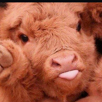 Inkitt profile picture for @Oink