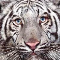 Inkitt profile picture for @Blu