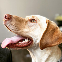 Inkitt profile picture for @Mannequin