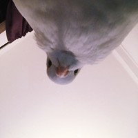 Inkitt profile picture for @pigeons