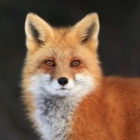 Inkitt profile picture for @Roche