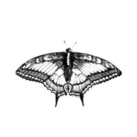 Inkitt profile picture for @Larvae