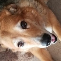 Inkitt profile picture for @SRS