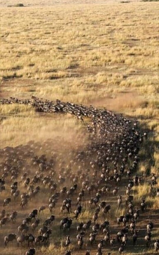 “The Great Migration in Africa”