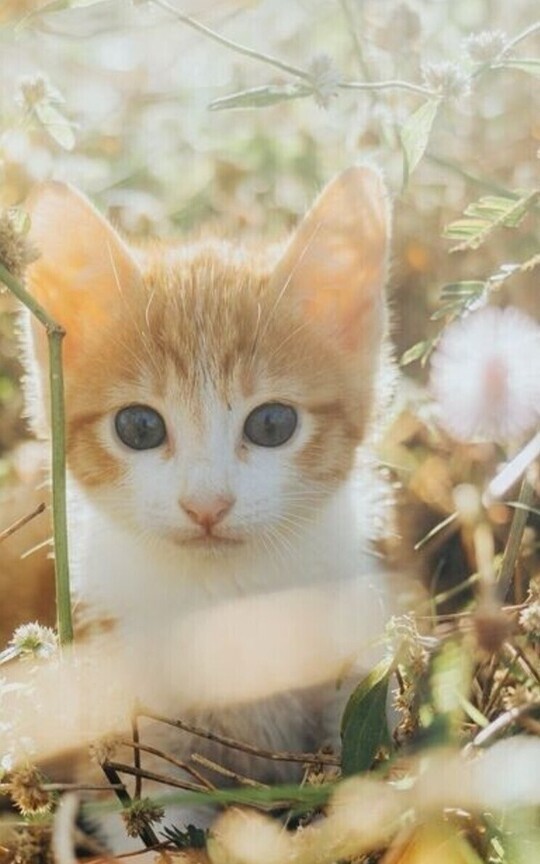 🐱🌹 Las aventuras del gatito: Aventuras de Güira,