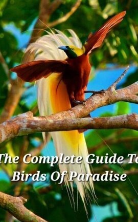 The Complete Guide To Birds Of Paradise