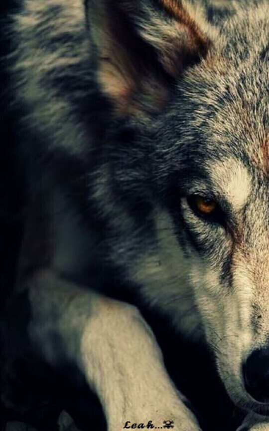 Amor real, amor de Lobo. [PRIMERA TEMPORADA] TOLL