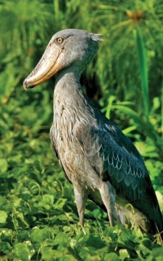 Shoebills