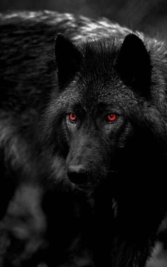 The Wolf